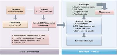 Gut microbiota and autoimmune neurologic disorders: a two-sample bidirectional Mendelian randomization study